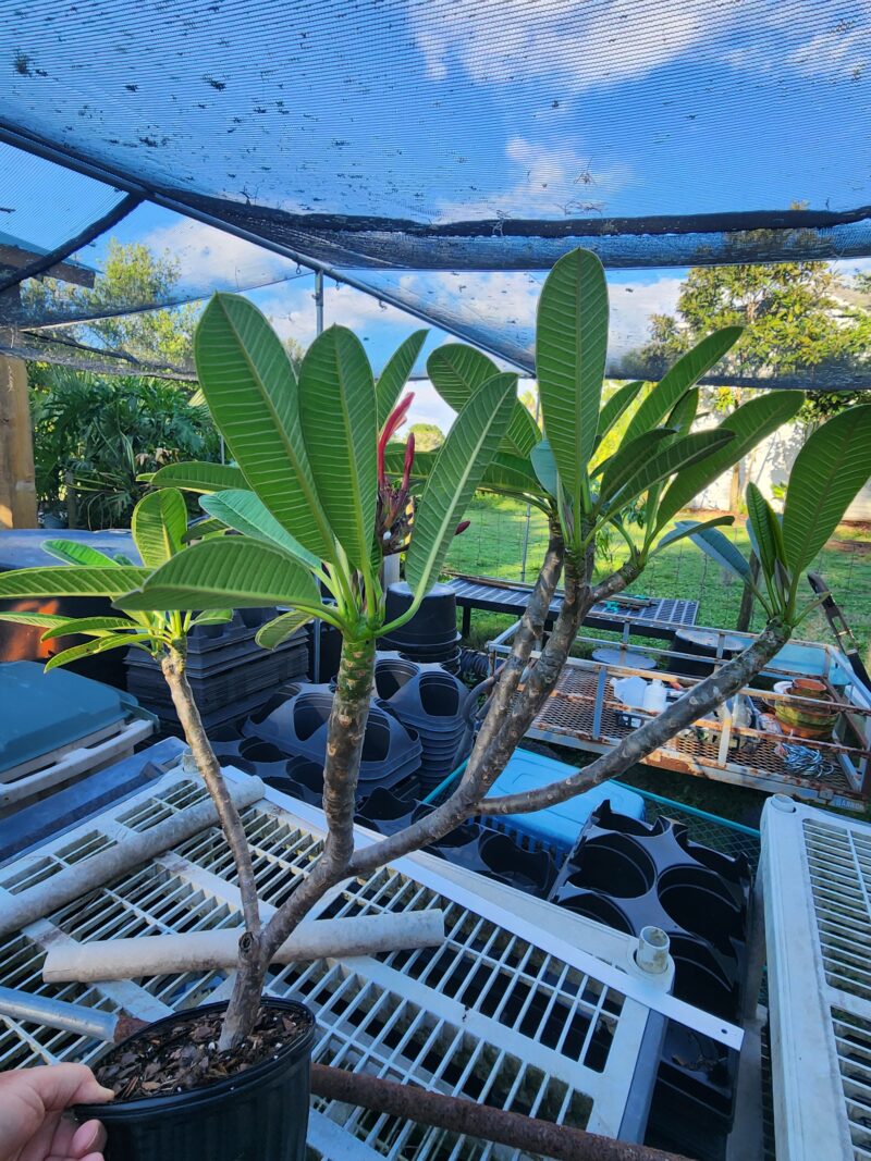 Dwarf Dr. Richard Criley (Rainbow)- Large Rooted Plant with 13 Tips! - Image 5