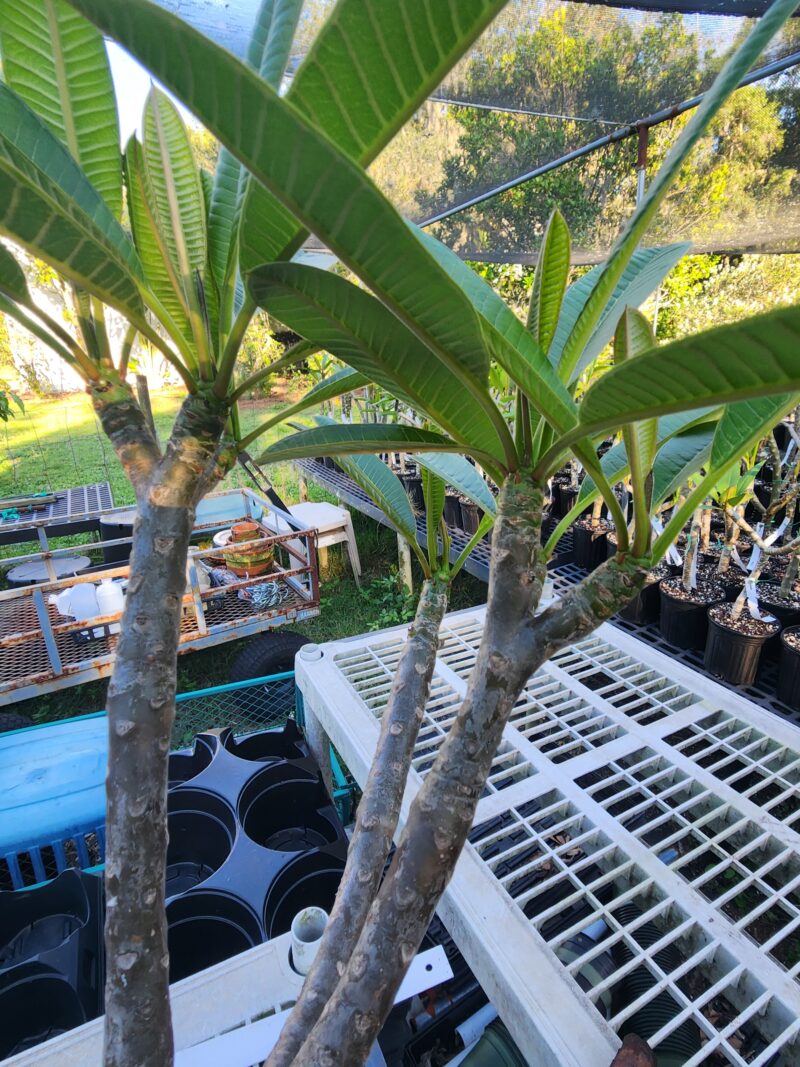 Dwarf Dr. Richard Criley (Rainbow)- Large Rooted Plant with 13 Tips! - Image 8