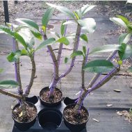 Triple Variety Grafted Plants! Thee colors on ONE Tree!