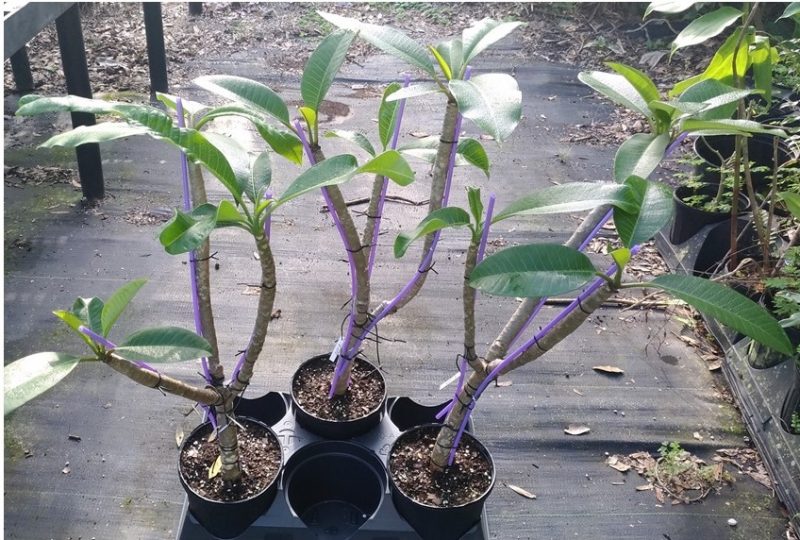 Triple Variety Grafted Plants! Thee colors on ONE Tree!