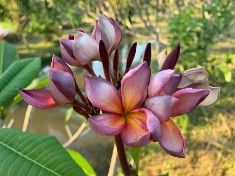 Purple Edge Pagoda--5 seeds--NEW and Limited! - Image 2