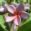 その他 plumeria 品種紹介4