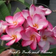 #4222 (aka Kasem's Delight)- FRAGRANT!