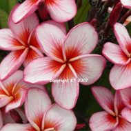 4646- Very Compact Grower