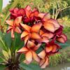 Orange Paper Windmill- Exclusive from Kukiat! ROOTED Plants--NOT GRAFTED - Image 3