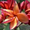 Orange Paper Windmill- Exclusive from Kukiat! ROOTED Plants--NOT GRAFTED - Image 4