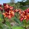 Orange Paper Windmill- Exclusive from Kukiat! ROOTED Plants--NOT GRAFTED - Image 5
