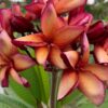 Orange Paper Windmill- Exclusive from Kukiat! ROOTED Plants--NOT GRAFTED - Image 6