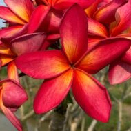 Thai Mango Blush