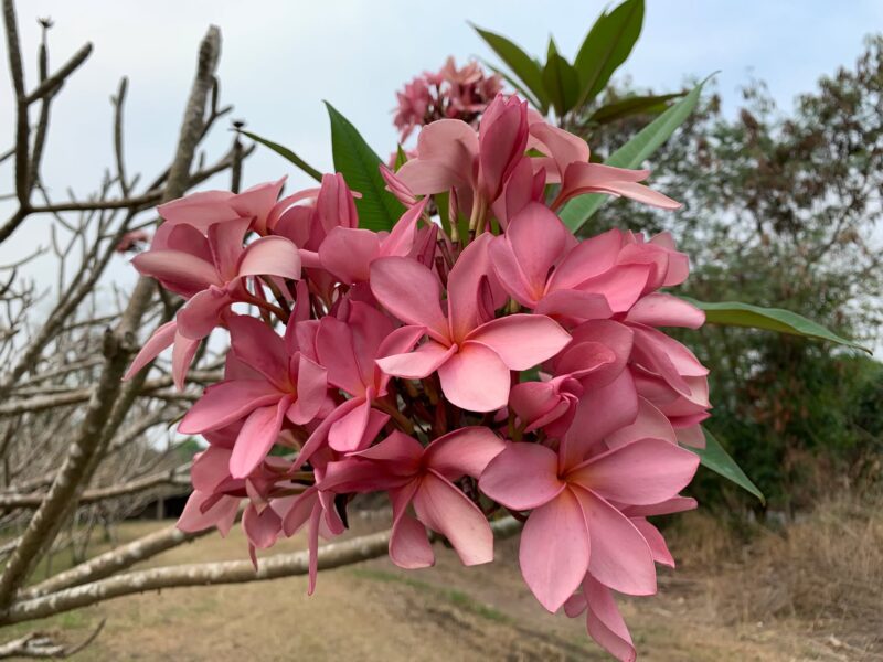 Coral Rose