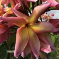 Banana Split- New for 2025 From Kukiat! HUGE FLOWERS!