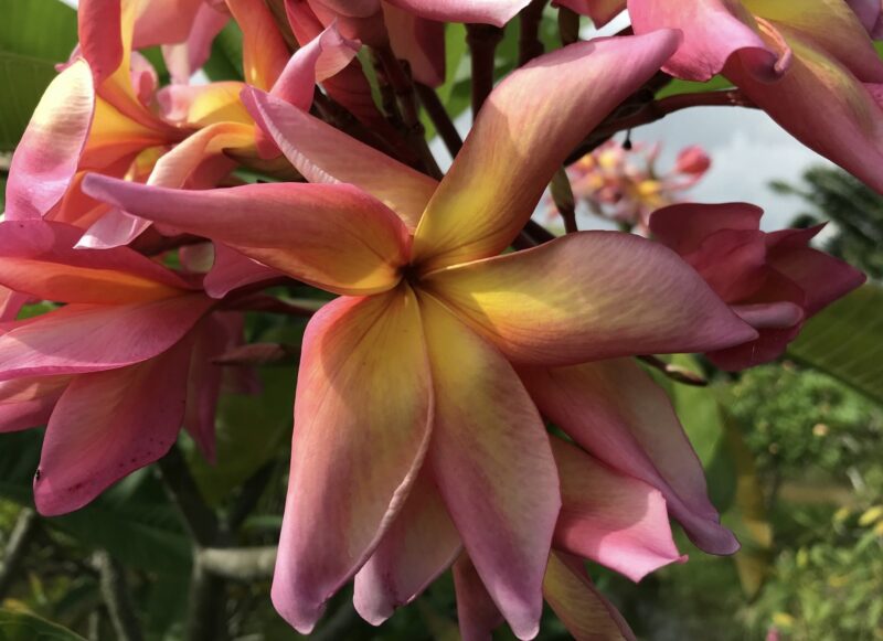 Banana Split- New for 2025 From Kukiat! HUGE FLOWERS!