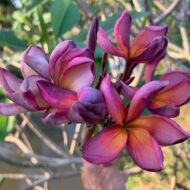 Purple Edge Pagoda--5 seeds--NEW and Limited!