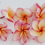 A-1  - New Introduction!