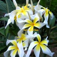Ammaron's Curly White--Larger Plants 21" Tall