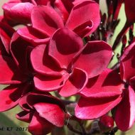 Abby's Ruby- 5 seeds- NEW & RARE!