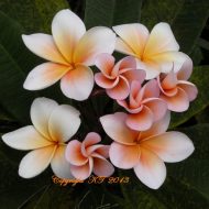 Abigail Seedling #7002- 5 Seeds