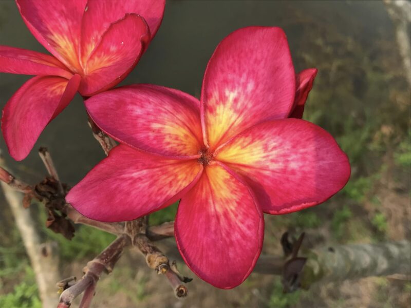 Afterglow- New for 2024-Grafted - Image 3