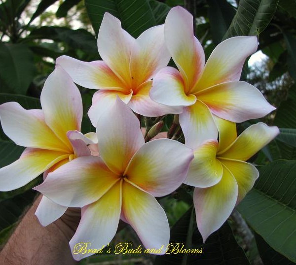 Aida5 seeds Brad's Buds and Blooms