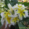 Ammaron's Curly White - Image 2