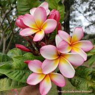 Aussie Blush