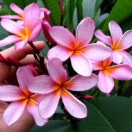 Aussie Pink- 5 seeds