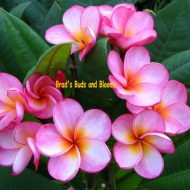 Aussie Gold Rush- 5 Seeds