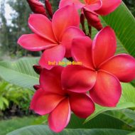 Australia/Unconditional Love- 5 Seeds- RARE