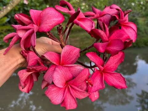 Autumn Dew- New for 2026 from Kukiat - Image 2