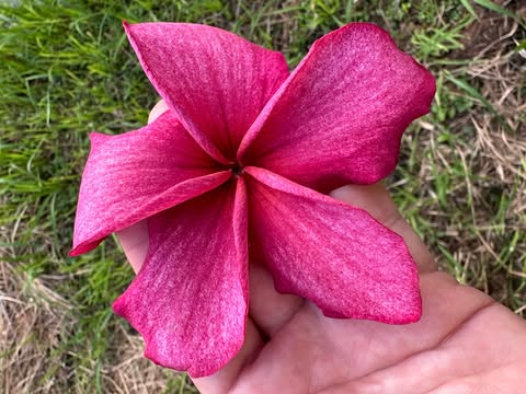 Autumn Dew- New for 2026 from Kukiat - Image 3