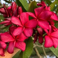 Autumn Dew- New for 2026 from Kukiat
