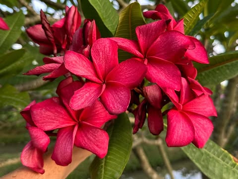 Autumn Dew- New for 2026 from Kukiat