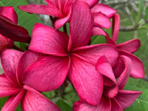 Autumn Dew- New for 2026 from Kukiat - Image 7