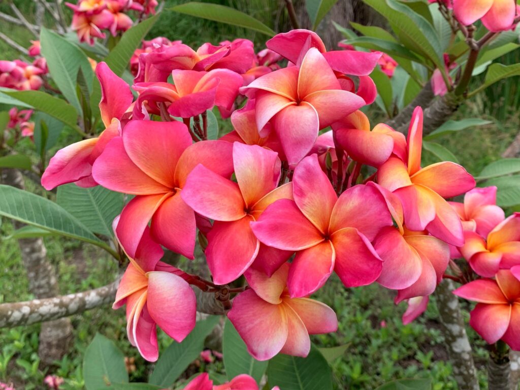 Betty Jean seedlingExclusive & Unique—5 seeds Brad's Buds and Blooms