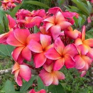 Betty Jean seedling--Exclusive & Unique---5 seeds