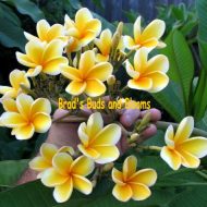 Bali Hai Gold- Rare- 5 Seeds