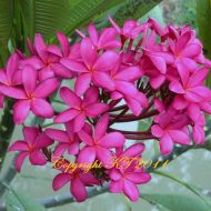 Ban Yen- a Purple/Lavender Beauty