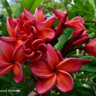 Bangkok Fire- Intense Fragrance & Fiery Color!