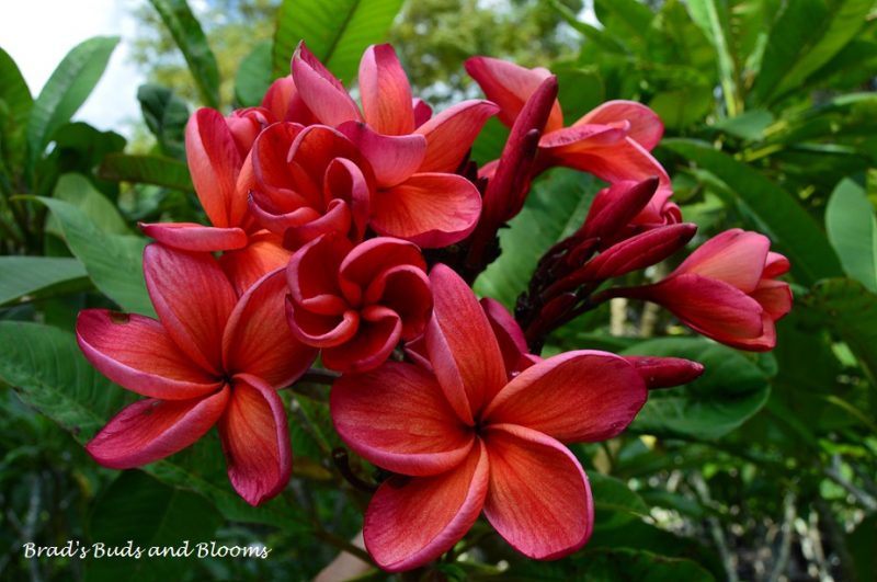 Bangkok Fire- Intense Fragrance & Fiery Color!