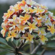 SJ Basketball Gold- SALE!