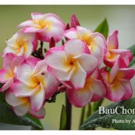 Bau Chompoo- NEW! Limited!