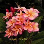 Beautiful Thailand- 5 seeds