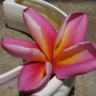 Bill Moragne Sr. Seedling