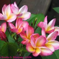 Bill Moragne- RARE- 5 seeds