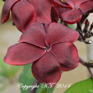 Black Magic- 5 Seeds --Rare and Limited!