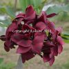 Black Magic---ROOTED Plants......not Grafted