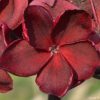 Black Magic---ROOTED Plants......not Grafted - Image 3