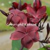 Black Magic---ROOTED Plants......not Grafted - Image 2