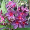 Black Purple- Limited! Grafted Plants - Image 2