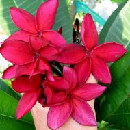 Blood Red- Plumeria